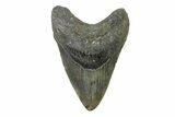 Fossil Megalodon Tooth - North Carolina #338588-1